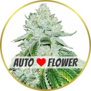 Gelato Autoflower marijuana strain