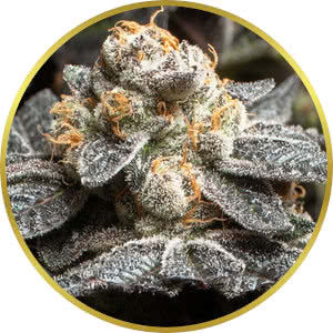 Girl Scout Cookies Autoflower strain bud closeup