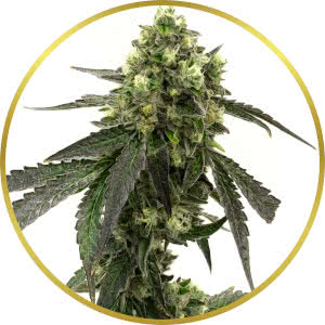 Girl Scout Cookies Autoflower Feminized Seeds for sale from Homegrown