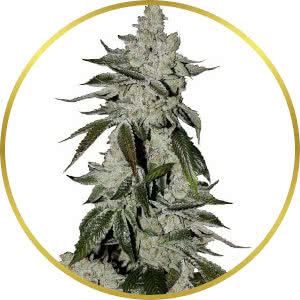 Girl Scout Cookies Autoflower Feminized Seeds for sale from Seedsman by Fast Buds
