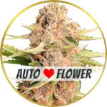 Girl Scout Cookies Autoflower Seeds for sale USA