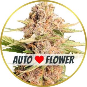 Girl Scout Cookies Autoflower marijuana strain