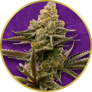 Gorilla Glue Autoflower Feminized Seeds for sale from Crop King