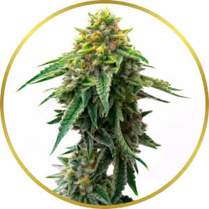 Gorilla Glue Autoflower Feminized Seeds for sale from Homegrown