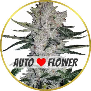 Gorilla Glue Autoflower Feminized Seeds for sale from ILGM