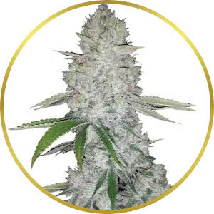 Gorilla Glue Autoflower Feminized Seeds for sale from Seedsman by Fast Buds