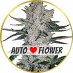 Gorilla Glue Autoflower Seeds for sale USA