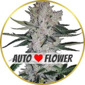 Gorilla Glue Autoflower marijuana strain