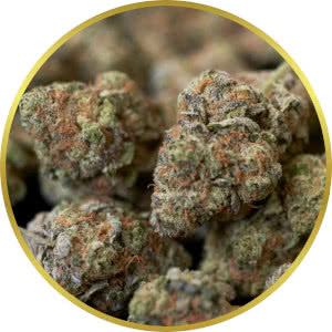 Grand Daddy Purple Autoflower strain bud closeup