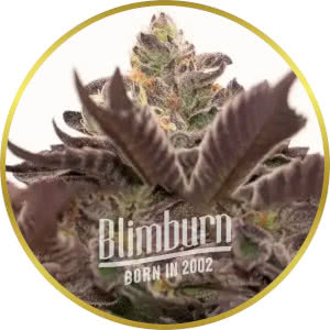 Grand Daddy Purple Autoflower Feminized Seeds for sale from Blimburn
