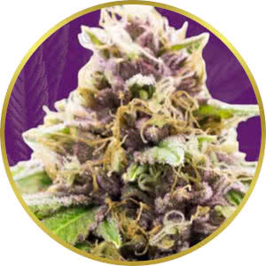 Grand Daddy Purple Autoflower Feminized Seeds for sale from Crop King