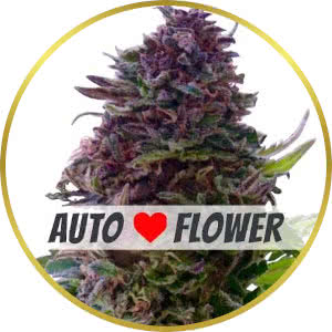 Grand Daddy Purple Autoflower Feminized Seeds for sale from ILGM
