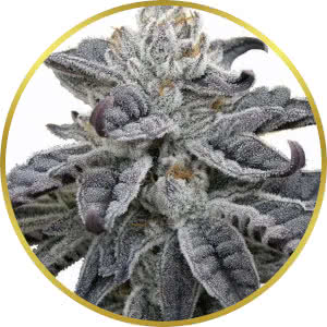 Grand Daddy Purple Autoflower Feminized Seeds for sale from MSNL