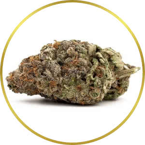 Grand Daddy Purple Autoflower Feminized Seeds for sale from Seedsman by Garden of Green