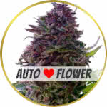 Grand Daddy Purple Autoflower Seeds for sale USA