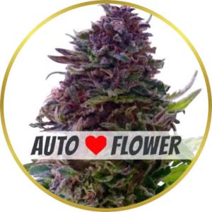 Grand Daddy Purple Autoflower marijuana strain