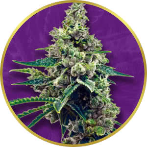 Grapefruit Autoflower Feminized Seeds for sale from Crop King