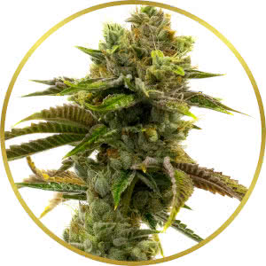 Grapefruit Autoflower Feminized Seeds for sale from Homegrown