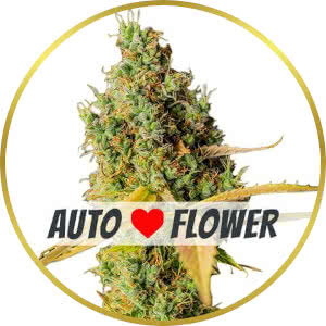 Grapefruit Autoflower Feminized Seeds for sale from ILGM