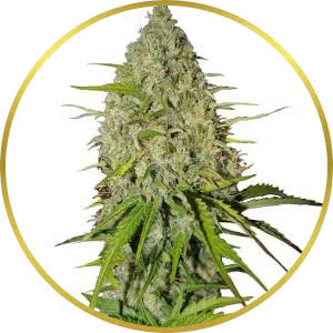 Grapefruit Autoflower Feminized Seeds for sale from Seedsman by Fast Buds