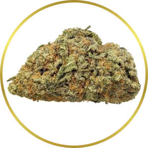 Grapefruit Autoflower Feminized Seeds for sale from SeedSupreme