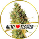 Grapefruit Autoflower Seeds for sale USA