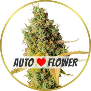 Grapefruit Autoflower marijuana strain