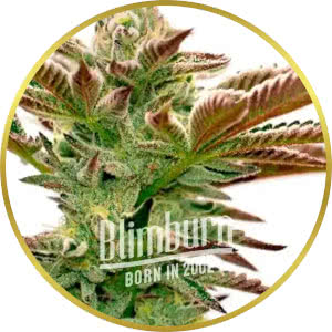 Grapefruit Feminized Seeds for sale from Blimburn