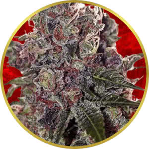 Grapefruit Feminized Seeds for sale from Crop King
