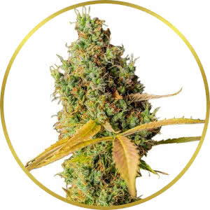 Grapefruit Feminized Seeds for sale from ILGM