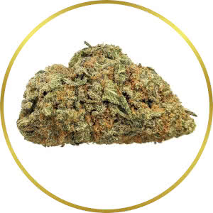 Grapefruit Feminized Seeds for sale from SeedSupreme