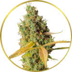 Grapefruit Feminized Seeds for sale USA