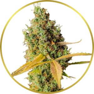 Grapefruit marijuana strain