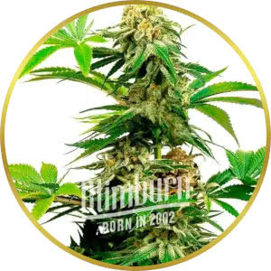 Harlequin Feminized Seeds for sale from Blimburn