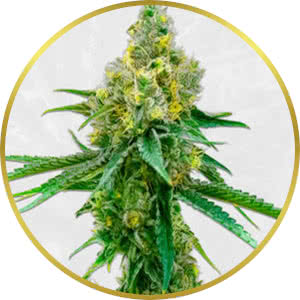 Harlequin Feminized Seeds for sale from Crop King