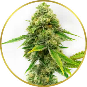 Harlequin Feminized Seeds for sale from Homegrown