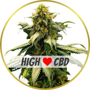 Harlequin Feminized Seeds for sale from ILGM