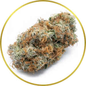 Harlequin Feminized Seeds for sale from SeedSupreme