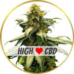 Harlequin Feminized Seeds for sale USA