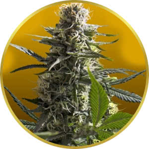 Jack Herer Autoflower Feminized Seeds for sale from Crop King