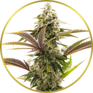 Jack Herer Autoflower Feminized Seeds for sale from Homegrown