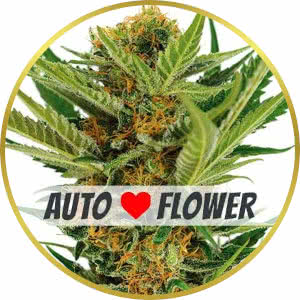 Jack Herer Autoflower Feminized Seeds for sale from ILGM