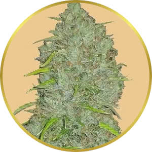 Jack Herer Autoflower Feminized Seeds for sale from Seedsman by Fast Buds