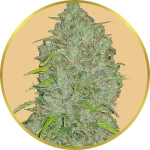 Jack Herer Autoflower Feminized Seeds for sale from Seedsman by Fast Buds