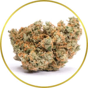 Jack Herer Autoflower Feminized Seeds for sale from SeedSupreme