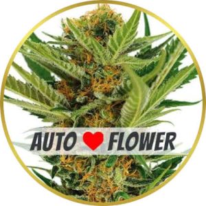 Jack Herer Autoflower marijuana strain
