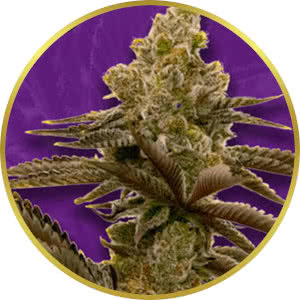 LSD Autoflower Feminized Seeds for sale from Crop King