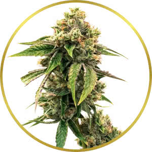 LSD Autoflower Feminized Seeds for sale from Homegrown