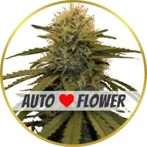 LSD Autoflower Feminized Seeds for sale from ILGM