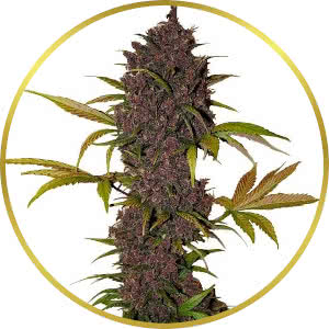 LSD Autoflower Feminized Seeds for sale from Seedsman by Fast Buds